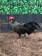 Gratis haan - juni 2025, Dieren en Toebehoren, Mannelijk, Kip