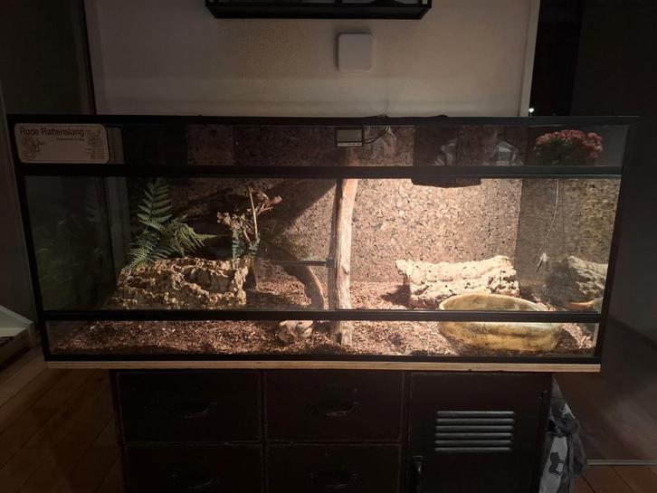 Rattenslangen met terrarium