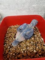 Jonge halsband kan nu weg, Dieren en Toebehoren, Vogels | Parkieten en Papegaaien, Geslacht onbekend, Parkiet, Geringd