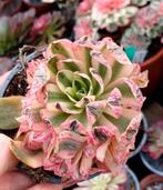 Aeonium christmas - nieuwe variëteit, Ophalen of Verzenden, Halfschaduw, Minder dan 100 cm