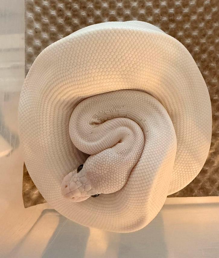 Python Regius Ivory