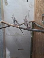 Prachtkoppel Valkparkieten, Dieren en Toebehoren, Meerdere dieren, Parkiet