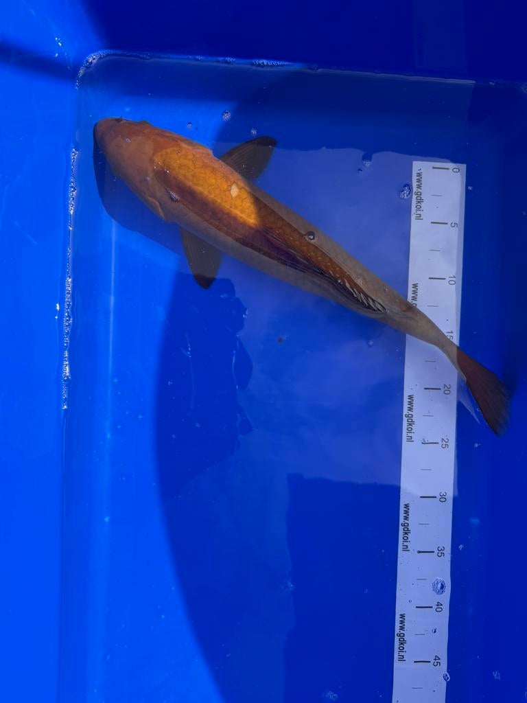 Chagoi Koi, Karper of Koi