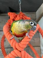 Jonge Baby Pyrrhura´s | Handtam | Nieuwsgierig | Div.kleuren, Meerdere dieren, Parkiet, Pratend