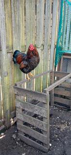 zwart goud gezoomde wyandotte kriel haan, Mannelijk, Kip