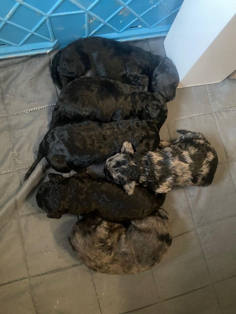 poedelpuppy's middenslag, Dieren en Toebehoren, Poedel, België, Particulier, 8 tot 15 weken