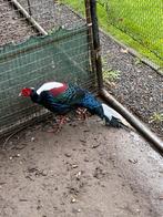 Swinhoe fazant, Mannelijk, Overige soorten