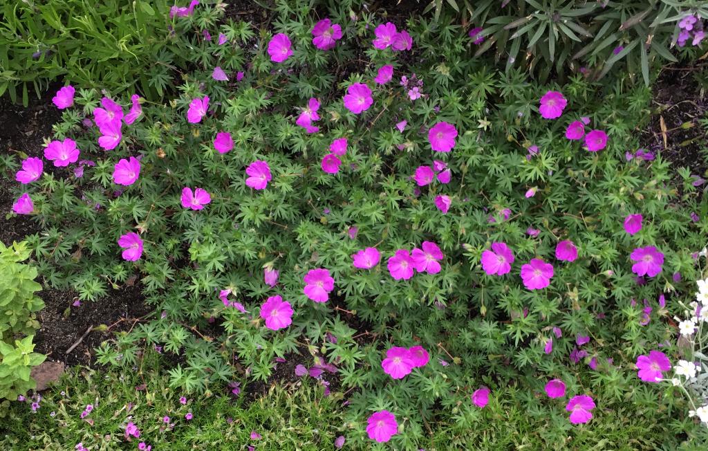 Plant ooievaarsbek (Geranium sanguineum 'Vision Pink'), Ophalen, Bodembedekkers, Volle zon, Vaste plant