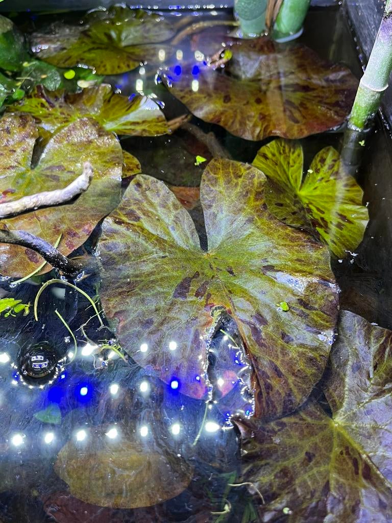 Grote Rode Lelie, Ophalen, Zo goed als nieuw, Plant(en), Steen of Hout