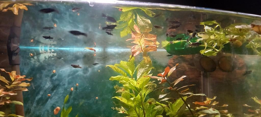 Mooie visjes te koop blackmolly,s  jonge visjes 5 mnd oud, Dieren en Toebehoren