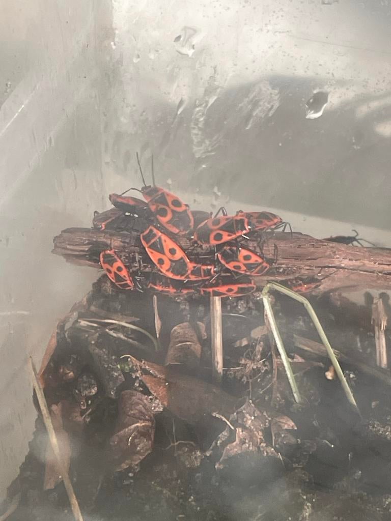 Vuurwantsen eitjes te koop, Dieren en Toebehoren, Overige soorten