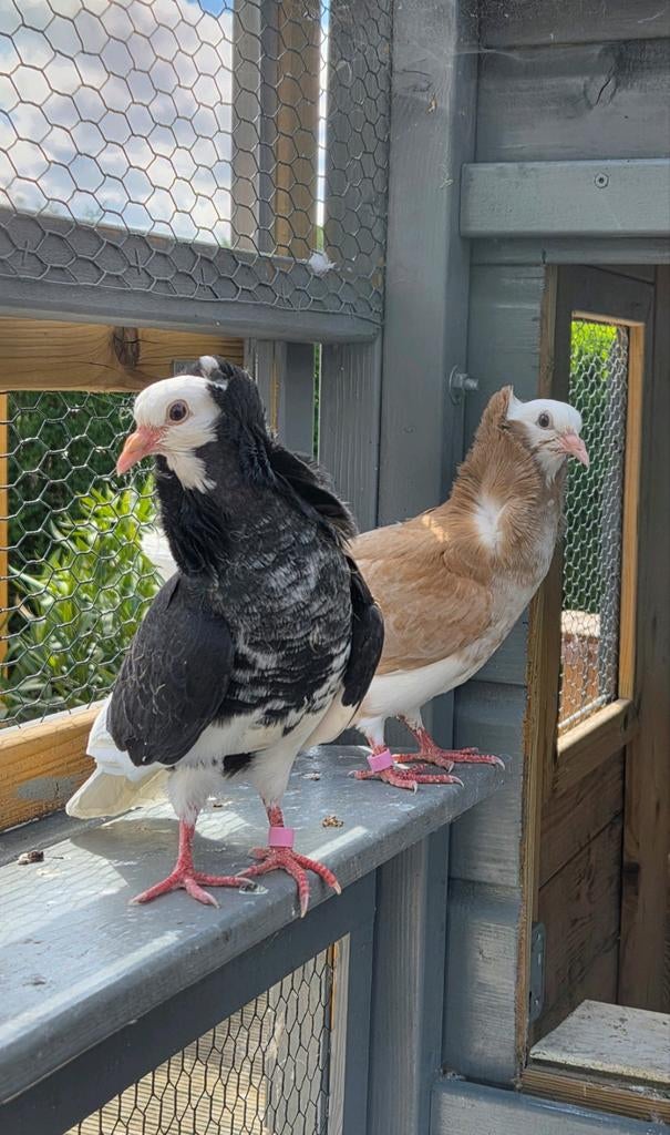 2 mooie jonge kapucijners, Overige soorten