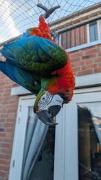 HARLEKIJN ARA MOOS, Mannelijk, Papegaai, Pratend