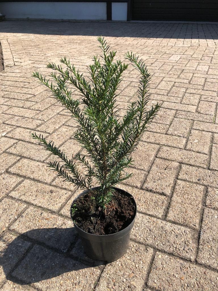Taxus voor haag (Taxus baccata), Ophalen, Taxus, Haag, Minder dan 100 cm