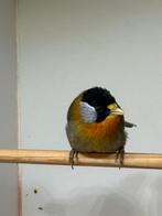 Koppel zilveroor nachtegalen, Meerdere dieren, Tropenvogel, Geringd