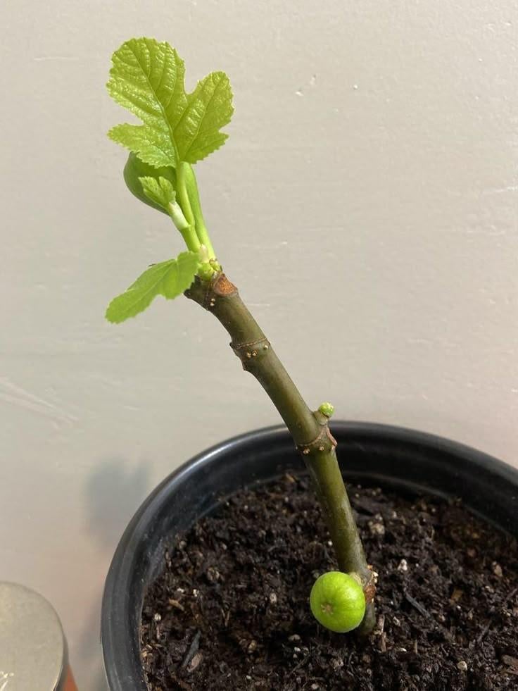 Gewortelde vijgenstekken, Ficus carica 'Brown Turkey', Tuin en Terras, Ophalen, Volle zon