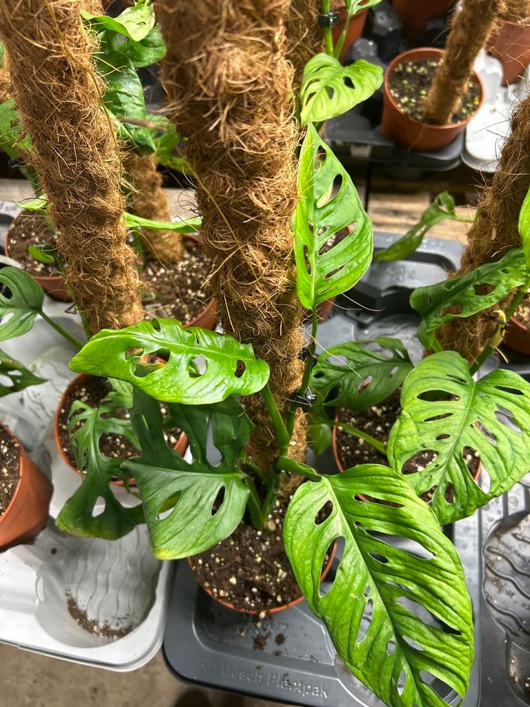 Monstera Esqueleto - 15cm pot, 60cm hoog, Huis en Inrichting, Kamerplanten, Ophalen of Verzenden