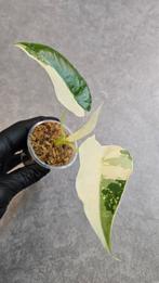 Alocasia Gageana Albo Variegata, Ophalen of Verzenden, Halfschaduw, Minder dan 100 cm