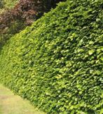 Beuken hagen, Ophalen of Verzenden, Bloeit niet, Halfschaduw, Overige soorten