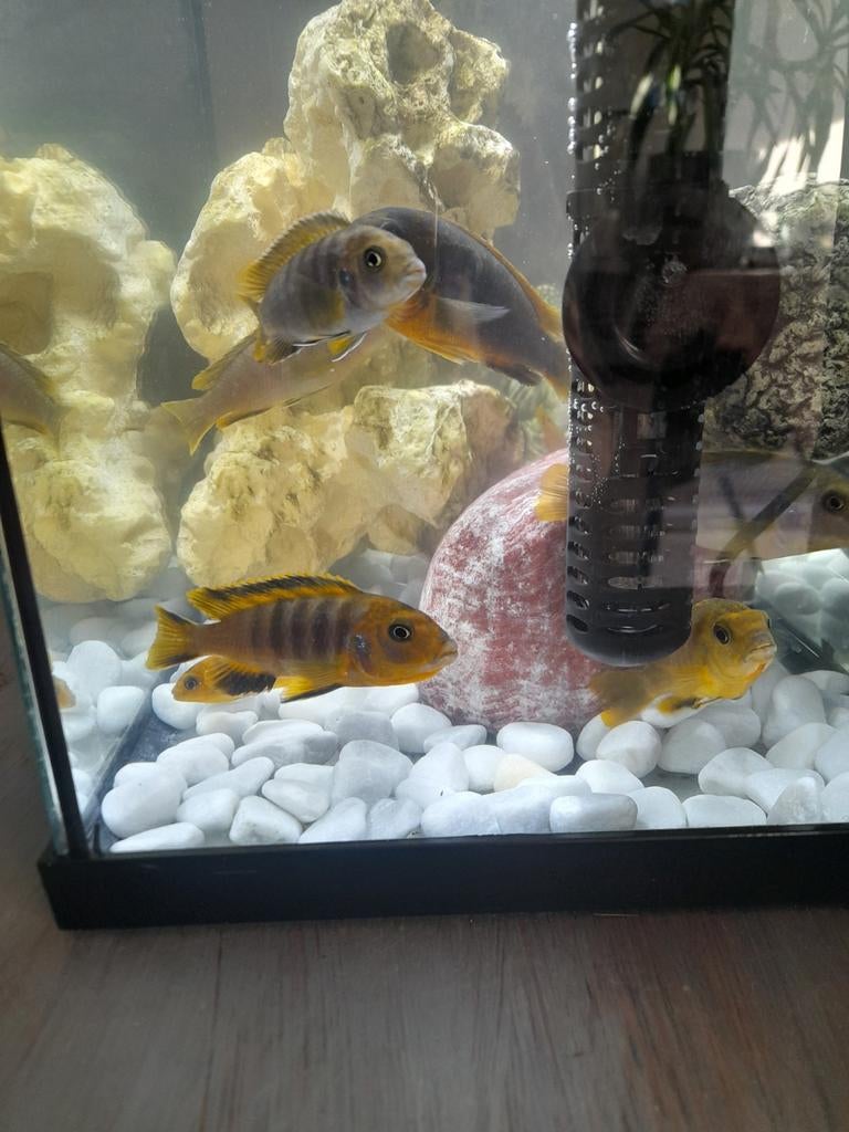 Malawi Chicliden, Dieren en Toebehoren, Vissen | Aquaria en Toebehoren, Ophalen