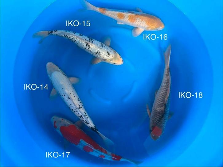 UITVERKOOP Diverse Japanse koi karper | Koikarpers  | Nisai, Dieren en Toebehoren, Vissen | Vijvervissen, Karper of Koi