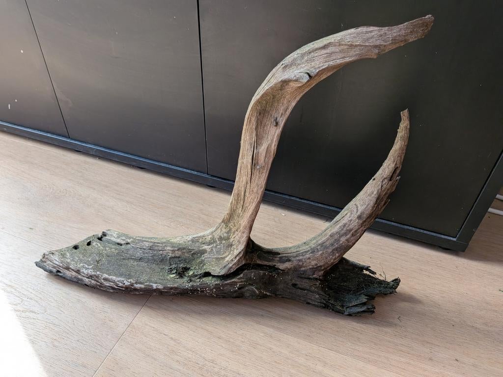 Mooi groot stuk kienhout, Ophalen, Zo goed als nieuw, Plant(en), Steen of Hout