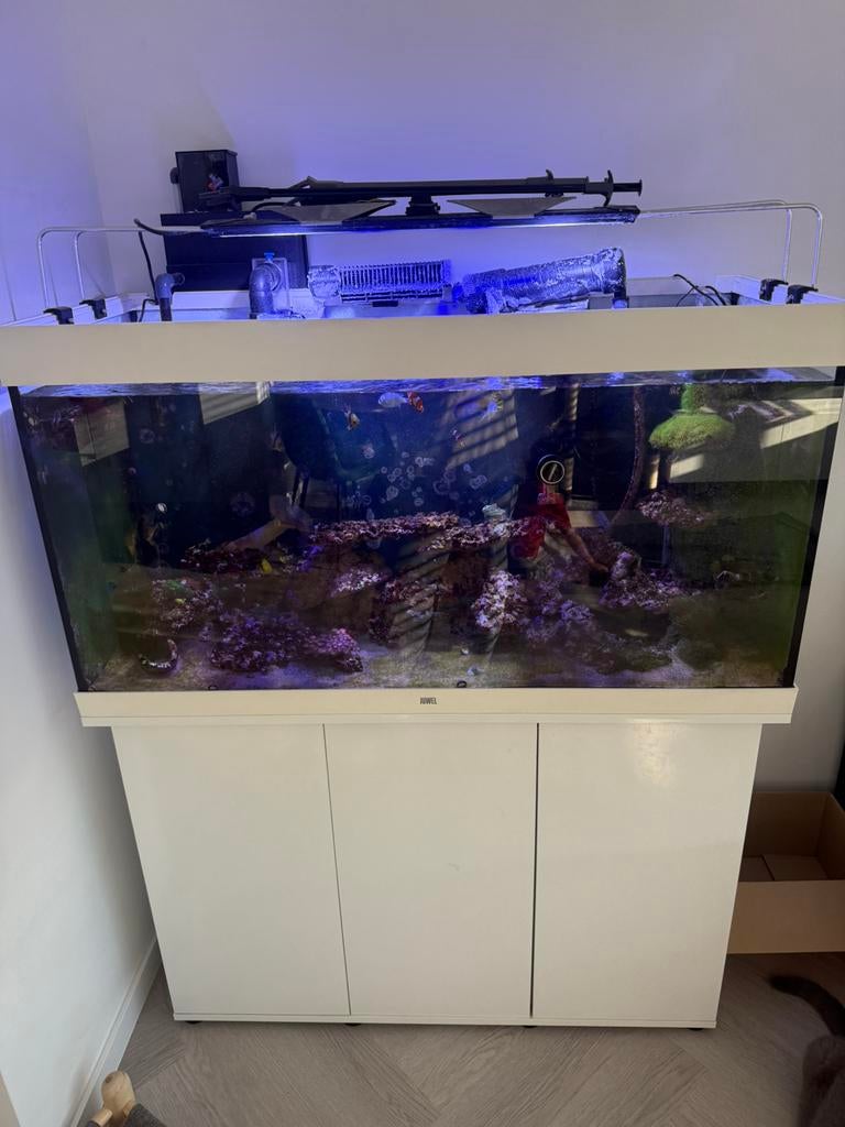 Juwel zeeaquarium, Inclusief vissen, Ophalen of Verzenden, Juwel, Gevuld zoetwateraquarium