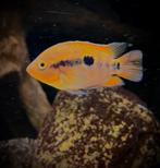 Herotilapia multispinosa oranje, Dieren en Toebehoren, Vis