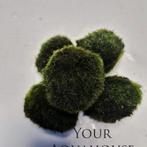 Aegagropila linnaei Mosbal, Ophalen of Verzenden, Nieuw, Plant(en), Steen of Hout