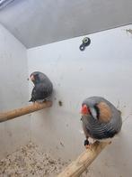 Te koop koppel Charcoal Bleekrug, Dieren en Toebehoren, Meerdere dieren