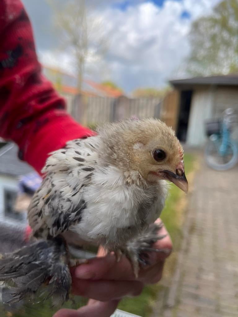 Sabelpoot kriel haantjes kuikens citroen en porselein, Mannelijk, Kip