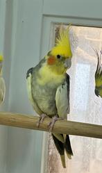 Valkparkieten, Dieren en Toebehoren, Vogels | Parkieten en Papegaaien, Meerdere dieren, Parkiet