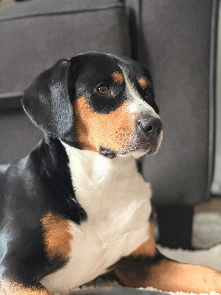 Kostel. inschr. PUPS Entlebucher Sennenhond (Entle Bucher), Dieren en Toebehoren, Honden | Herdershonden en Veedrijvers, Meerdere dieren