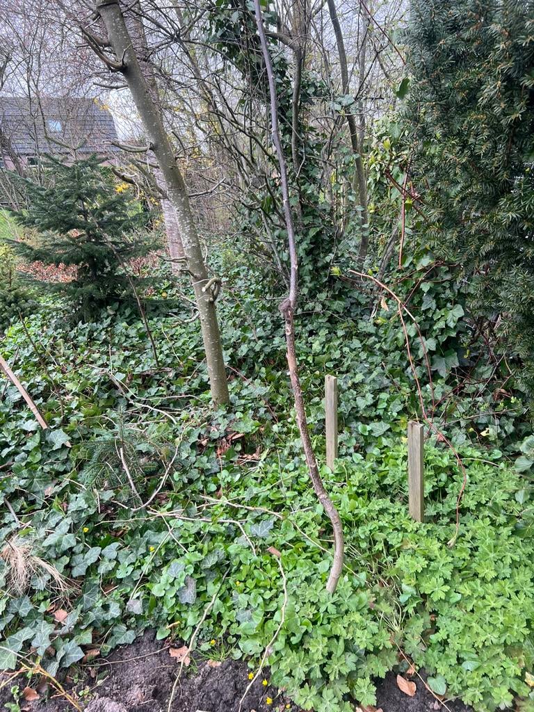 Walnoten boompjes, Tuin en Terras, Planten | Bomen, Ophalen of Verzenden, Volle zon, Overige soorten