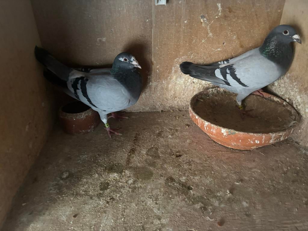 Kweekduiven, Dieren en Toebehoren, Meerdere dieren, Overige soorten