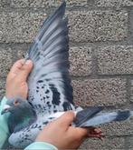 Postduif Super Inbred "WONDERE/KLEINE DIRK", Mannelijk, Postduif