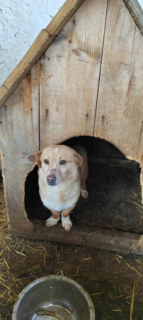 Ann, gorgi mix teefje gest 1 jaar, Dieren en Toebehoren, Honden | Niet-rashonden, Klein, Teef, Particulier, Eén hond, Buitenland