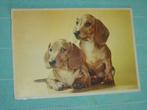 17) Kleuren ansichtkaart  Honden, Ophalen of Verzenden, 1960 tot 1980, Gelopen, Hond of Kat