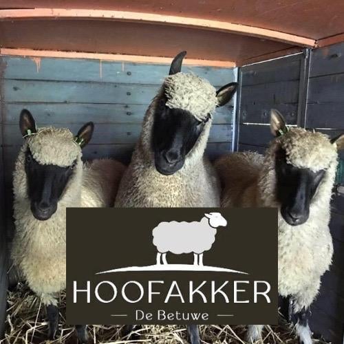 Ruwe wol, vachten en gefermenteerde tuinwol, Gebruikt, 100 tot 150 cm, 200 cm of meer, Ophalen of Verzenden