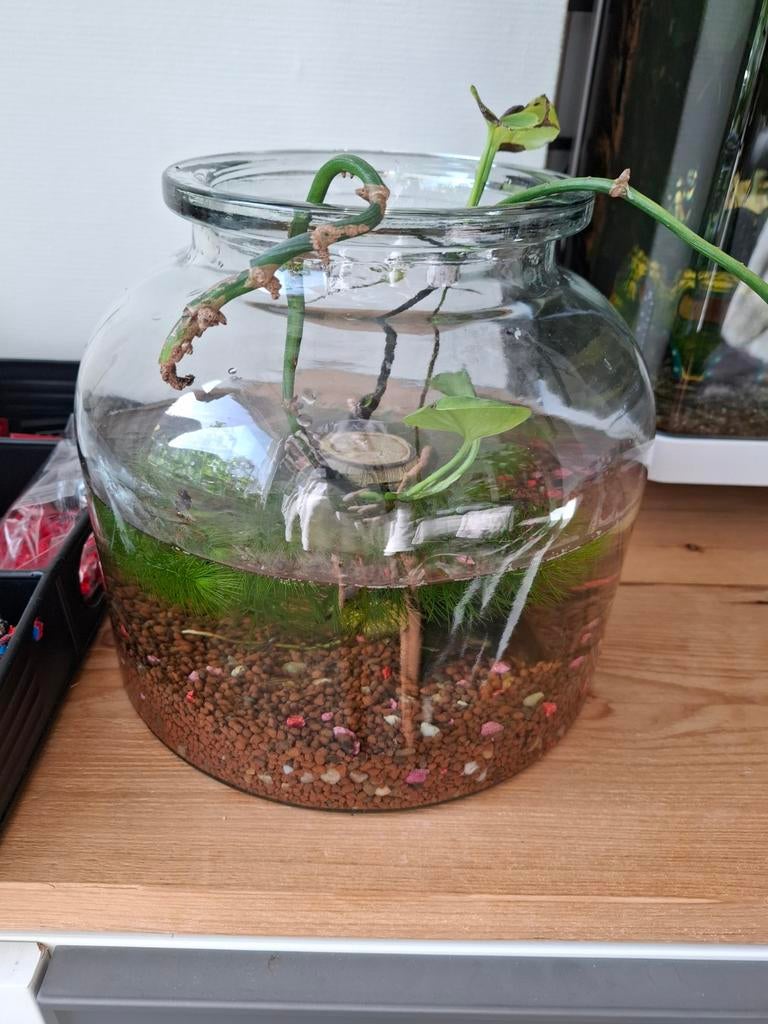 Grote pot met guppen, Ophalen, Gevuld zoetwateraquarium