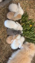 Teddy Widder konijnen beschikbaar., Dieren en Toebehoren, Konijnen, Meerdere dieren, Middelgroot, Hangoor, 0 tot 2 jaar