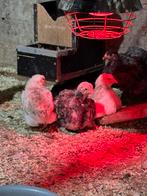 Duitse faverolles te koop, Dieren en Toebehoren, Meerdere dieren, Kip
