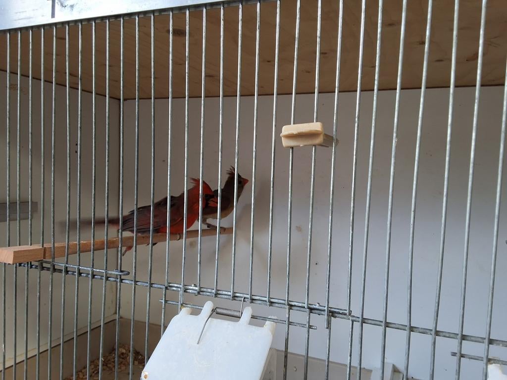 Koppel Rode Kardinalen broedrijp, Dieren en Toebehoren, Vogels | Overige Vogels, Meerdere dieren