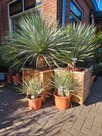 Trachycarpus Fortunei stam 50cm - winterhard, Volle zon, Ophalen of Verzenden, Minder dan 100 cm, Zomer