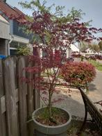 Acer palmatum (rood), Tuin en Terras, Planten | Bomen, Bloeit niet, Halfschaduw, Overige soorten, 100 tot 250 cm