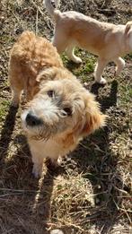 Otto zoekt zijn familie!, 15 weken tot 1 jaar, Buitenland, Parvo, Eén hond