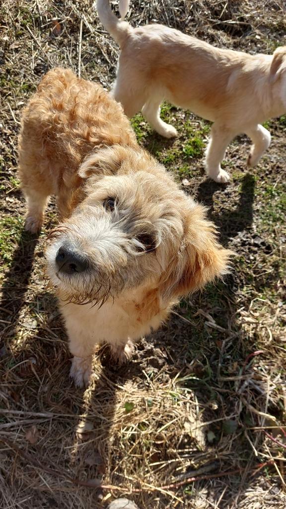 Otto zoekt zijn familie!, Dieren en Toebehoren, Honden | Niet-rashonden, Middel, Reu, Handelaar, Eén hond, Buitenland, 15 weken tot 1 jaar