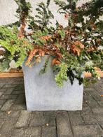GRATIS Beton planten bak, Tuin en Terras, Bloembakken en Plantenbakken, Ophalen of Verzenden, Gebruikt, Vierkant