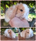 Raszuiver prachtige minilop hangoor dwerg konijntje, Meerdere dieren, Dwerg, Hangoor