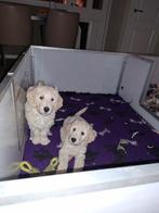 Labradoodle pups zoeken een warm thuis, Dieren en Toebehoren, Overige rassen, 8 tot 15 weken, Parvo, Meerdere